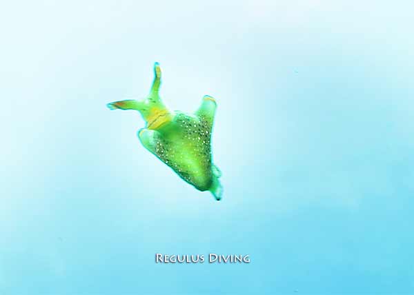 八丈島 ダイビング 水中写真 ウミウシ